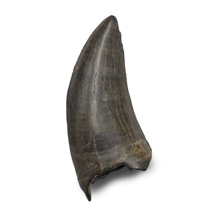 Cretaceous Tyrannosaurus Dinosaur Tooth from Judith River Formation, Montana, USA (SKU V9288):- Gorgosaurus cf. libratus