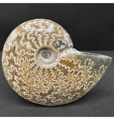 Decorative Calcite Albian Middle Cretaceous Ammonite from Madagascar (SKU A4457):- Cleoniceras besairiei