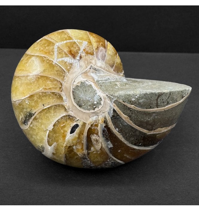 Decorative Calcite Albian, Middle Cretaceous Nautilus from Madagascar (SKU OF3946):- Cenoceras sp.