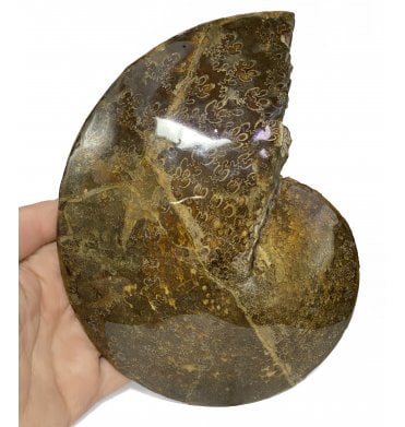 Decorative Polished Cretaceous Ammonite from South Dakota, USA (SKU A2196):- Sphenodiscus lenticulares