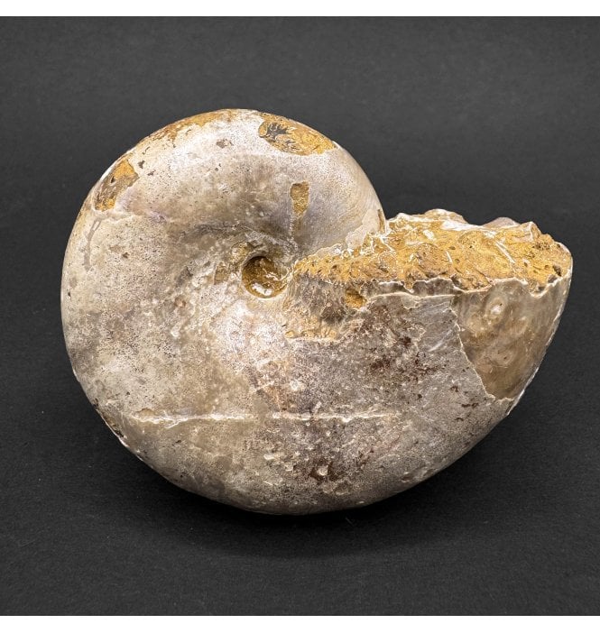 Decorative Polished Oxfordian Middle Jurassic Ammonite from Madagascar (SKU A4581):- Ptychophylloceras sp.