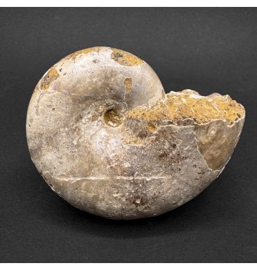 Decorative Polished Oxfordian Middle Jurassic Ammonite from Madagascar (SKU A4581):- Ptychophylloceras sp.