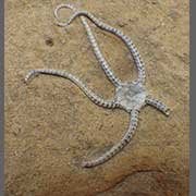 Echinoderm Fossils