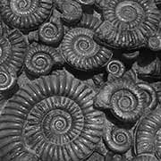 Ammonites