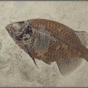Vertebrate Fossils