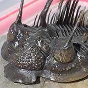 Moroccan Trilobites