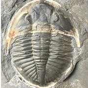 British Trilobites