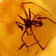 Insects in Amber