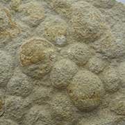 Ediacaran Fossils