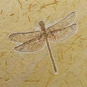 Insect Fossils