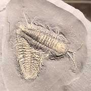 Trilobite Fossils