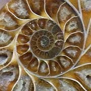 Cut and Polished Ammonites