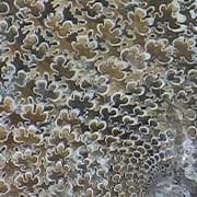 Worldwide Ammonites