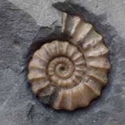 British Fossils