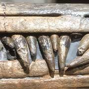 British Vertebrates