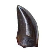 Dinosaur Teeth