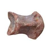 Dinosaur Bones