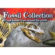 Fossils Under £25 - Gift Ideas