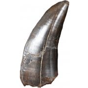 Rare Dinosaur Teeth