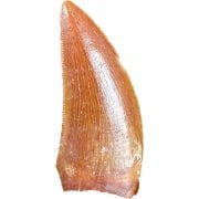 Moroccan Dinosaur Teeth