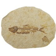 Fossils Under £15