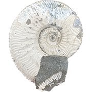 Fossils Under £25