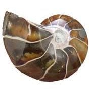 Nautilus/Ammonoids/Goniatites