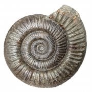 Yorkshire Fossils