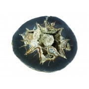 Septarian