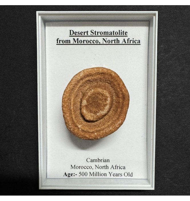 Desert Stromatolite from Morocco, North Africa (SKU G84)