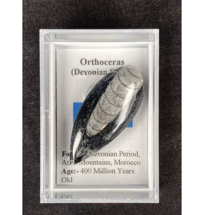 Devonian, Orthoceras (Fossil Squid) from Morocco (SKU G46):- Orthoceras sp.
