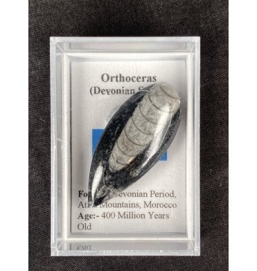 Devonian, Orthoceras (Fossil Squid) from Morocco (SKU G46):- Orthoceras sp.