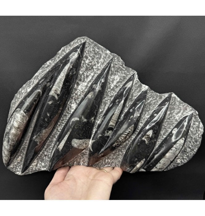 Devonian Orthoceras (Fossil Squid) Plaque from Morocco (G94):- Orthoceras sp.
