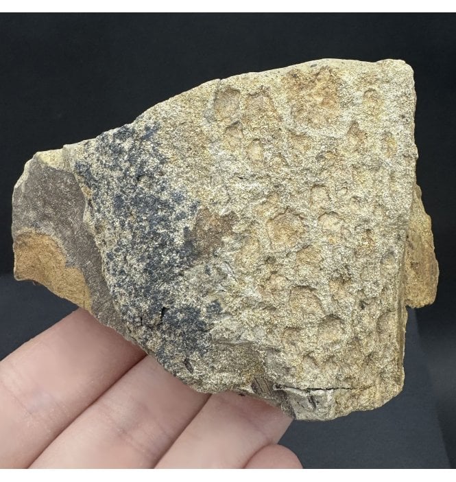 DINOSAUR SKIN! Rare Upper Cretaceous Dinosaur (Hadrosaurus) Skin Impression from Hell Creek Formation, Montana, USA (SKU V7870):- Hadrosaurus cf. annectens
