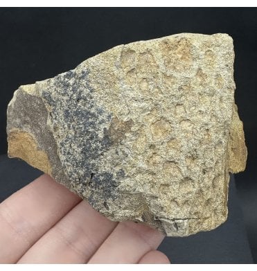 DINOSAUR SKIN! Rare Upper Cretaceous Dinosaur (Hadrosaurus) Skin Impression from Hell Creek Formation, Montana, USA (SKU V7870):- Hadrosaurus cf. annectens