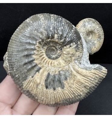 Double British Callovian, Middle Jurassic Ammonite from Gloucestershire, England (SKU A4703):- Kepplerites gowerianus