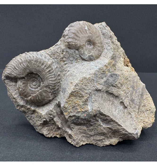 Double British Lower Jurassic, Lower Lias Ammonite Cluster from Somerset, England (SKU A4050):- Tragophylloceras ibex