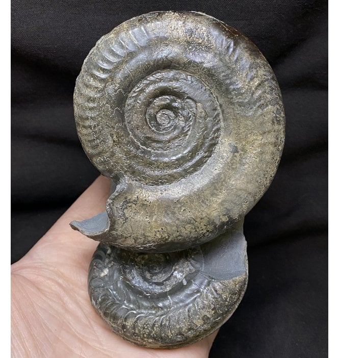 Double British Lower Jurassic, Upper Lias Ammonite from Whitby, North Yorkshire, England (SKU A2368):- Hildoceras bifrons