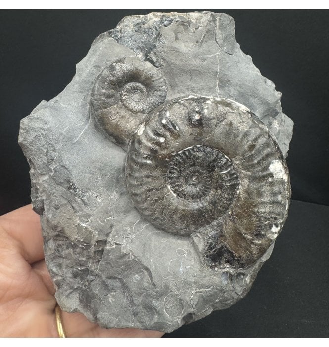 Double British Lower Jurassic, Upper Lias Ammonite from Whitby, North Yorkshire, England (SKU A4119):- Grammoceras thouarense