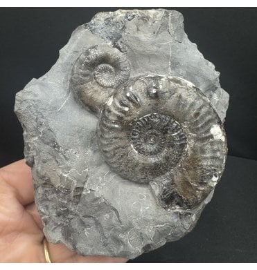 Double British Lower Jurassic, Upper Lias Ammonite from Whitby, North Yorkshire, England (SKU A4119):- Grammoceras thouarense