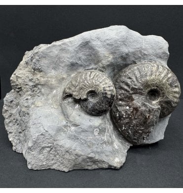 Double British Lower Jurassic, Upper Lias  Ammonite from Whitby, North Yorkshire, England (SKU A4149):- Pseudolioceras boulbiense
