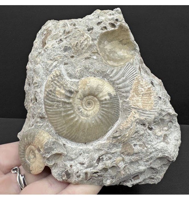 Double Callovian, Middle Jurassic Ammonite from Gloucestershire, England (SKU A4605):- Proplanulites petrosus