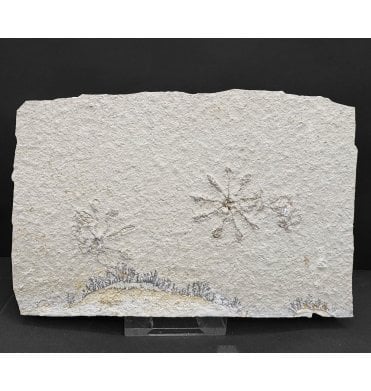 Double Fossil Free Floating Crinoid from the Upper Jurassic of Germany (SKU OF4236):- Saccoma tenellum
