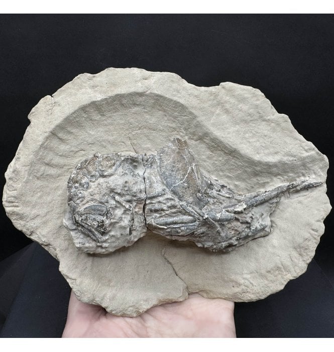 Double Lower Greensand, Cretaceous Lobster from the Isle of Wight, England (SKU OF3874):- Meyeria (Mecochirus) magna
