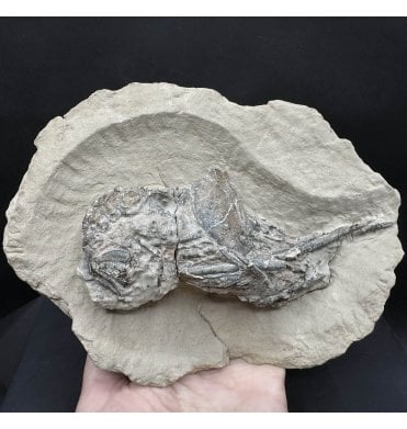 Double Lower Greensand, Cretaceous Lobster from the Isle of Wight, England (SKU OF3874):- Meyeria (Mecochirus) magna