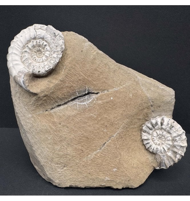 Double Lower Jurassic, Lower Lias Ammonite from Blockley, Gloucestershire, England (SKU A4023):- Beaniceras luridum
