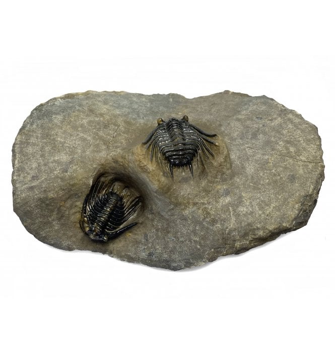 Double Spiny Middle Devonian Trilobite from Morocco (SKU T0946):- Kettneraspis (Leonaspis) williamsii