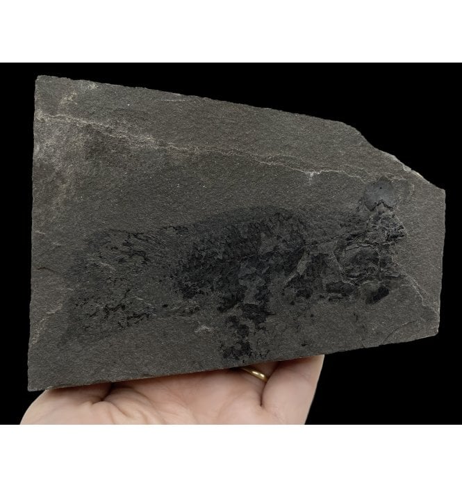 Early Devonian “Lungfish” Fossil Fish from Orkney Isles, Scotland (SKU V5166):- Pentlandia macroptera