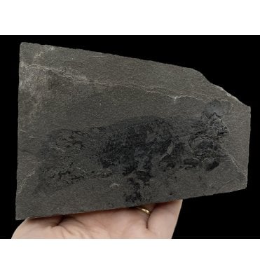 Early Devonian “Lungfish” Fossil Fish from Orkney Isles, Scotland (SKU V5166):- Pentlandia macroptera