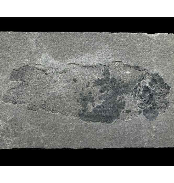 Early Devonian “Lungfish” Fossil Fish from Orkney Isles, Scotland (SKU V6287):- Pentlandia macroptera